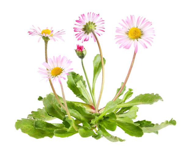 Daisies with leaves, isolated plant stock photo