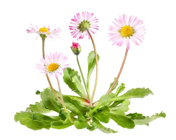 Daisies with pink edges on the petals as a complete plant, isolated.