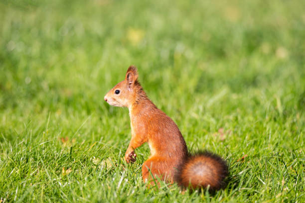 istock A red fluffy squirrel stands on its hind legs 1282683939