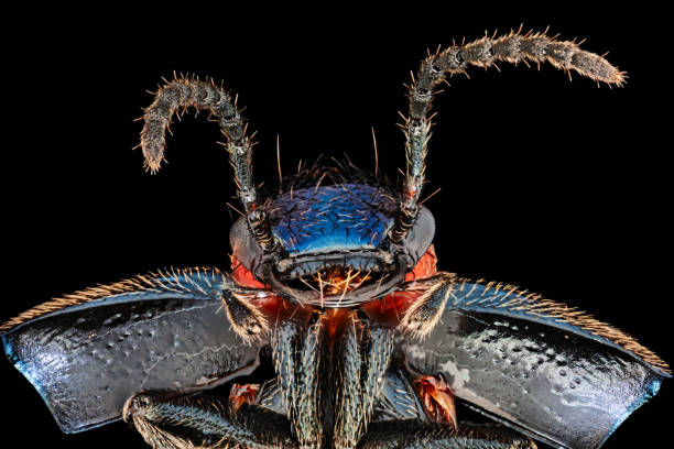 escarabajo rove bajo macrotrata de microscopio, aislado sobre fondo negro - asnillo fotografías e imágenes de stock