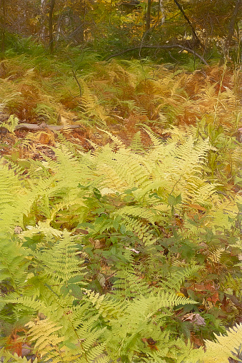 Nature - Field of Ferns in the Forest