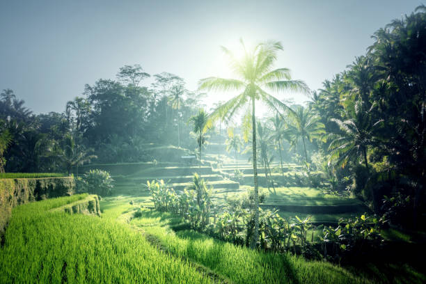 istock Tegalalang rice terrace, Bali, Indonesia 1282684819
