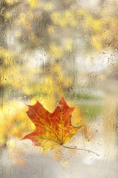 wet autumn maple leaf against the background of blurred silhouettes of trees