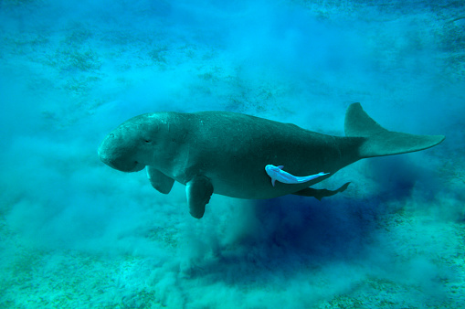Dugong and suckerfishes in Red sea