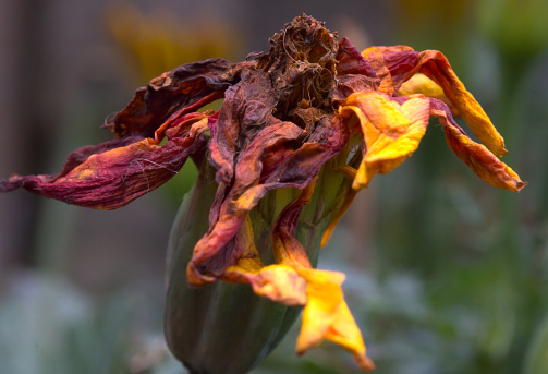 photo of a marigold in autumn