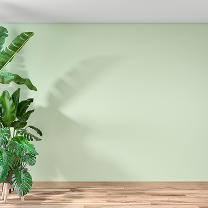 Empty illuminated interior with pastel green colored wall in the background on hardwood floor. with large potted plants on a side and copy space  3D rendered image.
