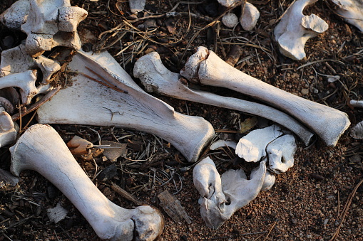 animal bones lying on the forest ground remains