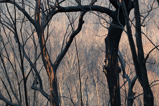 Damaged trees from Australian Wildlife