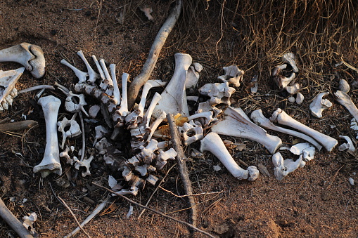 animal bones lying on the forest ground remains