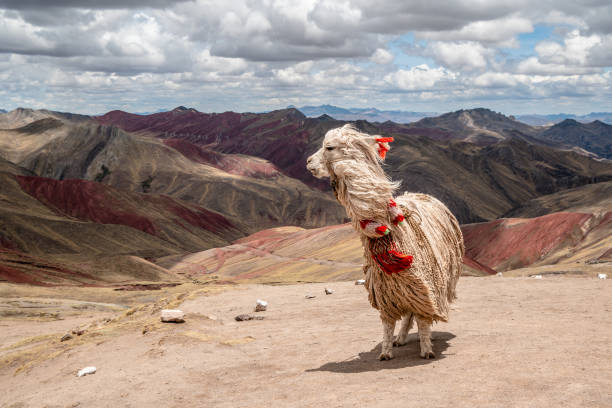 A beautiful Alpaca looking into the distance. High in the Rainbow Mountains in Palccoyo, Peru.