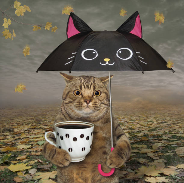 istock Cat under black umbrella in park 1282687219