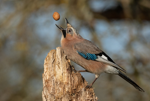 Eurasian jay is loosing a walnut. This is a real wildlife photo and not a fake photo.