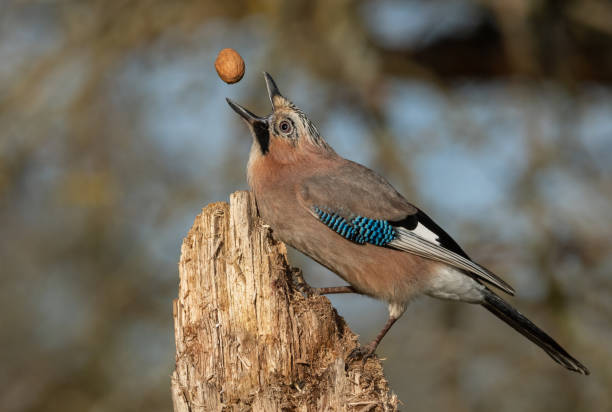 Eurasian jay with a walnut Eurasian jay is loosing a walnut. This is a real wildlife photo and not a fake photo. eurasian jay photos stock pictures, royalty-free photos & images