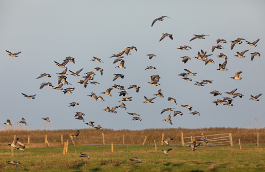 A large flock of barnacle gooses is landing on a pasture.
