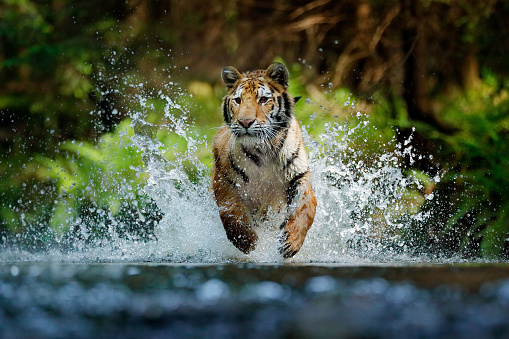 Tigre de Amur jugando en el agua, Siberia. Animal peligroso, tajga, Rusia. Animal en arroyo verde del bosque. Tigre siberiano salpicando agua. photo