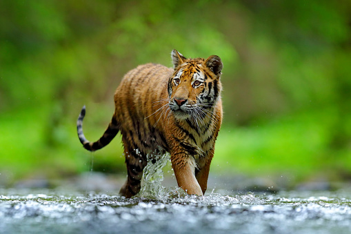 Tigre corriendo en el agua. Animal peligroso, tajga en Rusia. Animal en el arroyo del bosque. Bosque oscuro con agua salpicada de tigre. photo