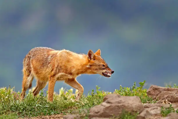 Bulgaria wildlife, Balkan in Europe. Golden jackal, Canis aureus, feeding scene on meadow, Eastern Rhodopes. Wild dog behaviour scene in nature. Mountain animal in the habitat.