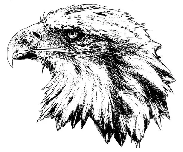 Vector illustration of Eagle head profile vector illustration