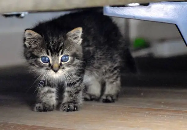 Kitten blue eye
