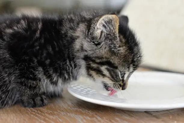 Kitten drinking milk
