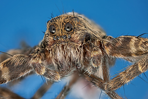 Top view of female adult Curly Hair Tarantula aka Tliltocatl albopilosus, standing on white background.