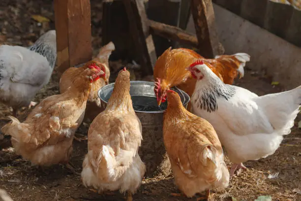 Photo of Domesticated chickens drink water from a bucket on a small farm.