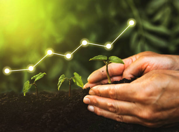 concept bedrijfsgroei, winst, ontwikkeling en succes. hand planten zaailing groeiende stap in tuin met zonneschijn - groei stockfoto's en -beelden