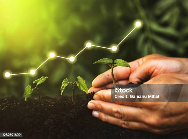 Concept Bedrijfsgroei Winst Ontwikkeling En Succes Hand Planten Zaailing Groeiende Stap In Tuin Met Zonneschijn Stockfoto en meer beelden van Groei