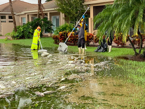 Boynton Beach, United States, October 23, 2020: Workers remove dead fish from a lake in a suburban neighborhood after a severe rainstorm that dropped over 20 inches of rain on South Florida. Extreme weather has become common due to climate change due to global warming.
