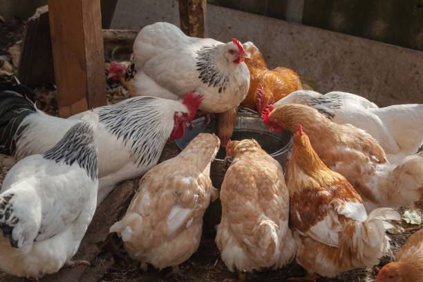 istock Domesticated chickens drink water from a bucket on a small farm. 1282691655