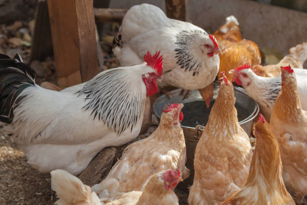 istock Domesticated chickens drink water from a bucket on a small farm. 1282691659