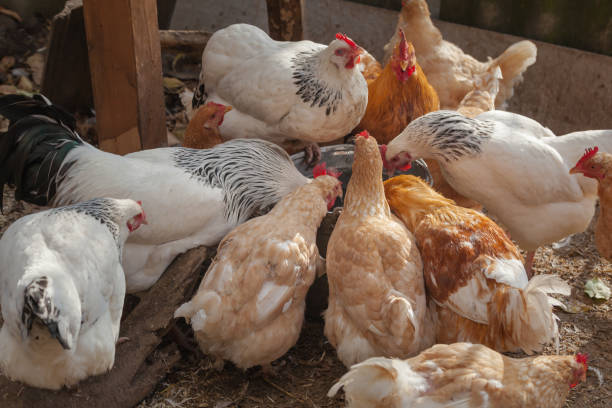istock Domesticated chickens drink water from a bucket on a small farm. 1282691663