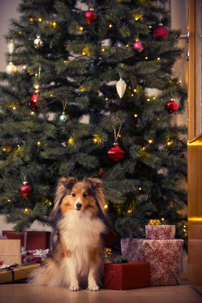 Red sable shetland sheepdog posing in golden forest with snowflakes flying around