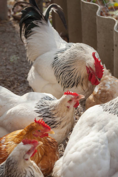 istock Domesticated chickens drink water from a bucket on a small farm. 1282691828