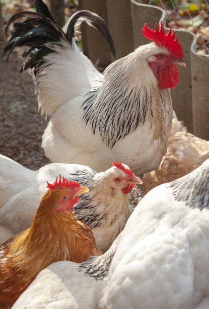 istock Domesticated chickens drink water from a bucket on a small farm. 1282691896