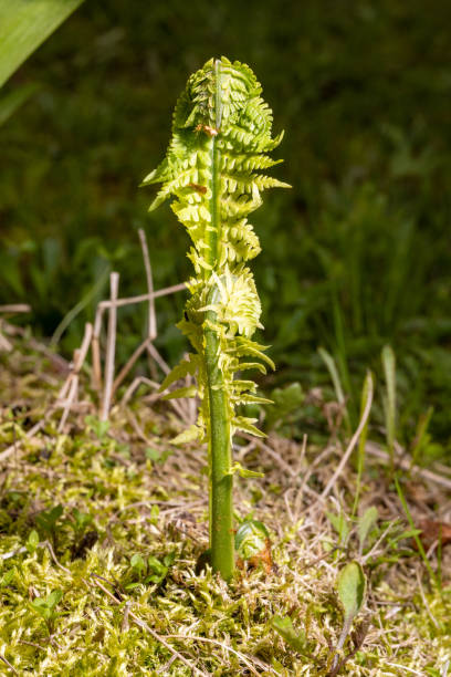 istock swirling young lone fern under the sun close up 1282692001