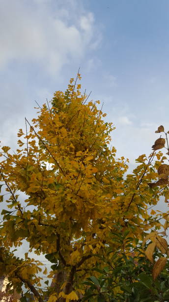 istock automn tree 1282693647