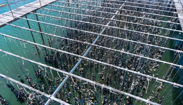 Photo of Oyster farming in oyster farm for export