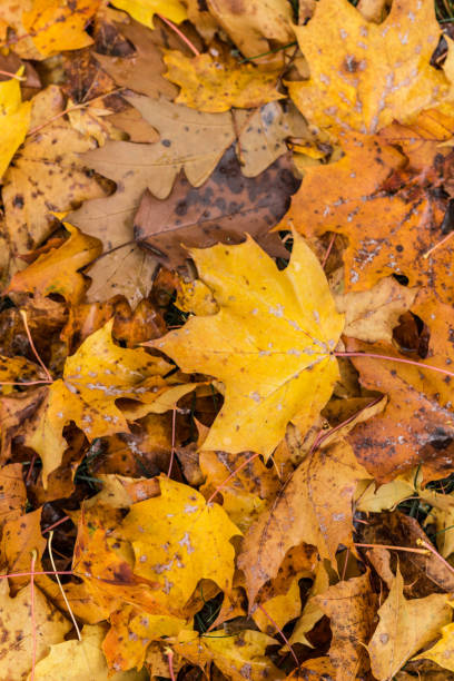 istock Bunch of colorful leaves 1282697088