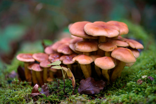 istock Galerina marginata among green grass and fallen needles 1282697554