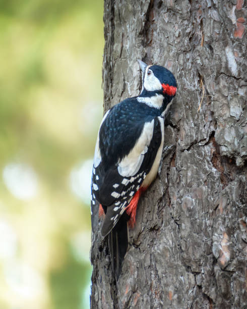 istock A woodpecker sits on a tree trunk 1282697643