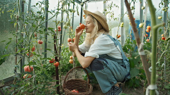 Young woman walking into greenhouse. Looking at plants, picking ripe ones to a basket
