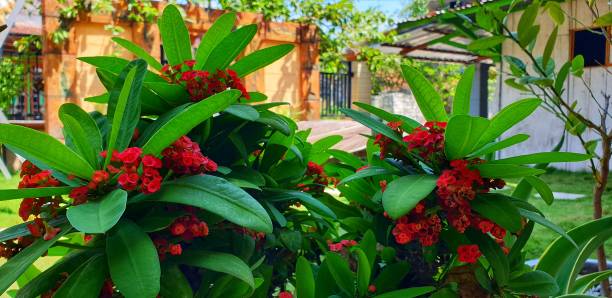 istock Green and red 1282698738