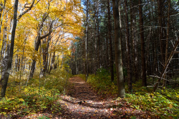 istock The trail between the maple forest and pine forest 1282699730
