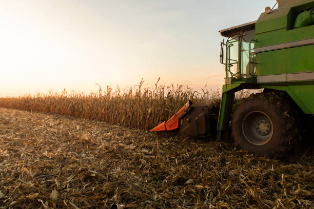 istock Combine harvester harvesting corn at twilight 1282700813
