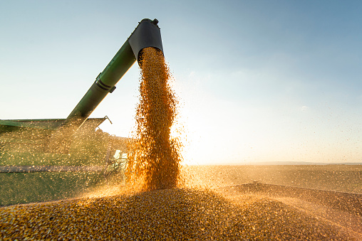 Grano de grano de combinar verter soja en remolque tractor photo