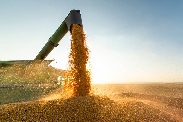 Grain auger of combine pouring soy bean into tractor trailer Grain auger of combine pouring soy bean into tractor trailer agricultural machinery photos stock pictures, royalty-free photos & images