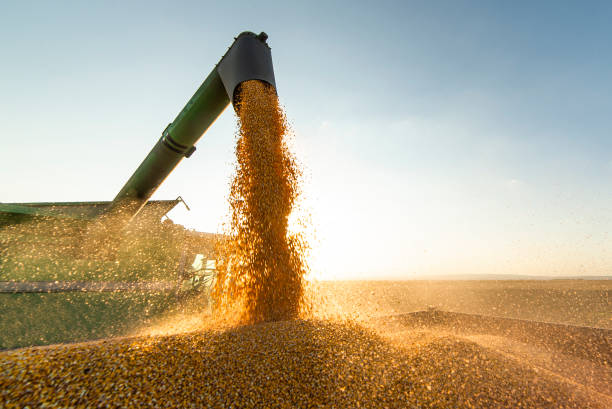 Grain auger of combine pouring soy bean into tractor trailer Grain auger of combine pouring soy bean into tractor trailer crop stock pictures, royalty-free photos & images