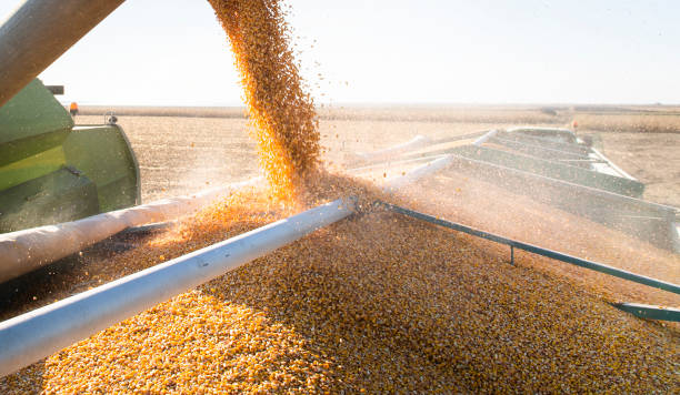 istock Grain auger of combine pouring corn into tractor trailer 1282700840