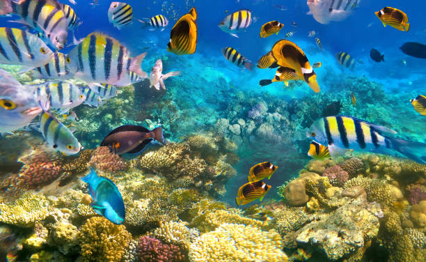 istock Underwater Colorful Tropical Fishes. 1282700905